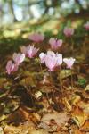 [Abruzzi National  Park: Protected flora]