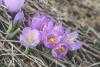 [Parc National de la Majella: Les crocus]