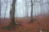 [National Park of Abruzzo: winter wood]